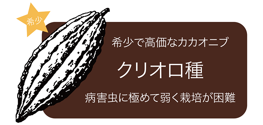 希少 希少で高価なカカオニブ クリオロ種 病害虫に極めて弱く栽培が困難