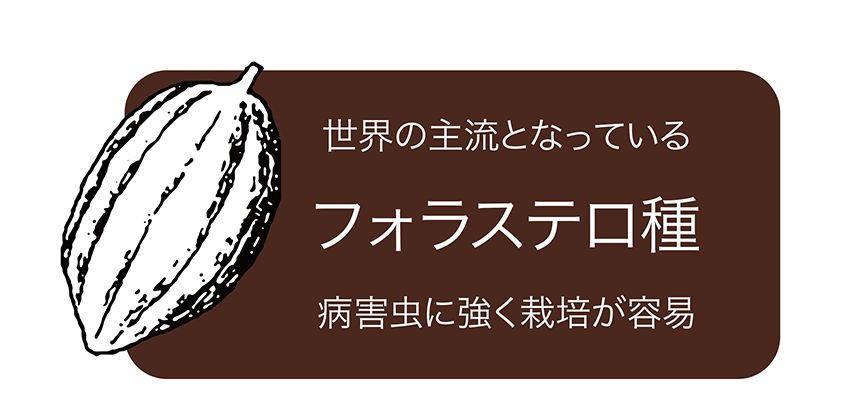 世界の主流となっている フェラステロ種 病害虫に強く栽培が容易