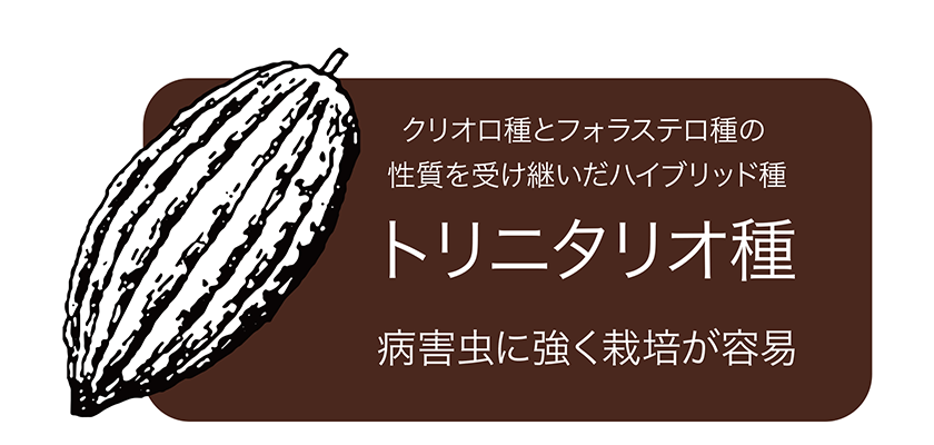 クリオロ種とフェラステロ種の性質を受け継いだハイブリッド種 トリニタリオ種 病害虫に強く栽培が容易